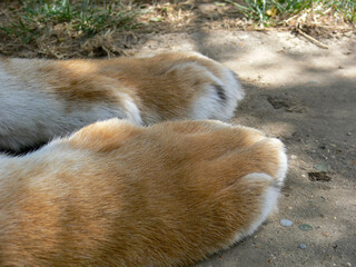View of tiger paws