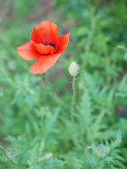 red poppy flower