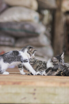 Cute kittens playing with her sibling in front of their mother. Kitten stock photo.