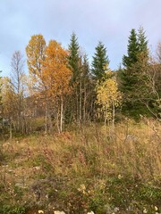 autumn in the forest