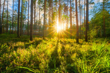 Sunrise in the green forest in early fresh morning.