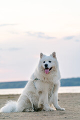 Big white dog with fluffy hair of samoyed breed, sitting on the sand near lake outdoors. Foggy summer day. Vertical view