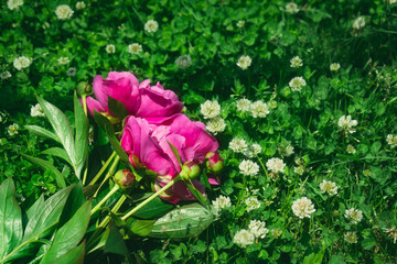 pink and white tulips