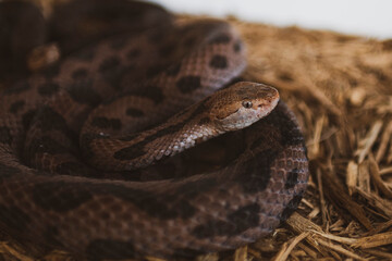 close up of a snake