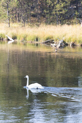 swan on the lake