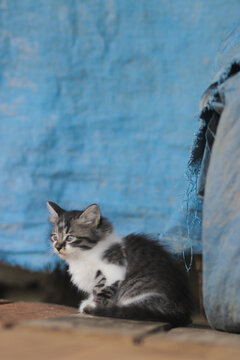 Cute kitten with blue blurred background. Kitten stock photo.