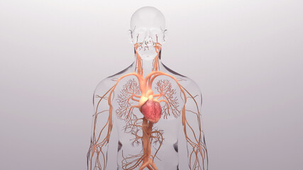 Human heart, 3d rendering, medically accurate illustration of the human heart anatomy
 with venous system