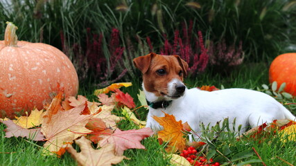 Leżący pies w ogrodzie na tle skarbów jesieni. Lying dog in the garden against the backdrop of...