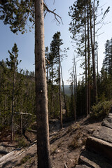 Fototapeta premium pine tree forest