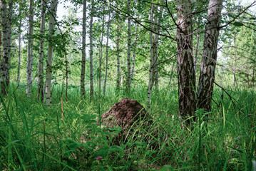 Anthill in the summer forest