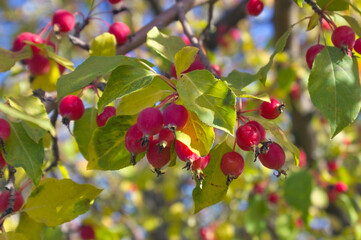 Fruits of a wild apple tree on a branch. Branch with red apples.