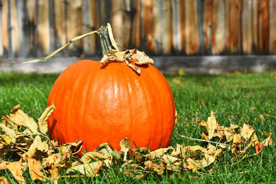 An image of a single large pumpkin in a backyard and covered with fall leaves. 