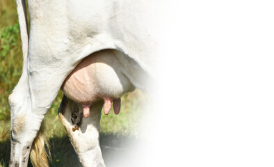 Close-up cow's udder full of milk,milking cow with space for text, natural product