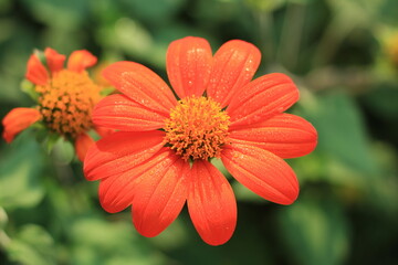 orange flower with dew drops