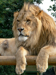 Obraz premium A majestic lion sitting on a wooden platform