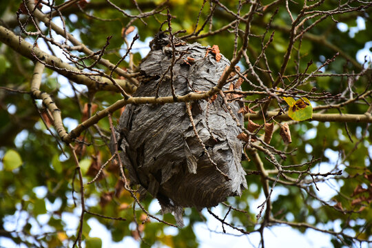 A close up image of an old dead wasp nest hanging on a tree branch. 