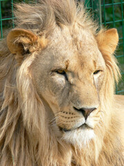 A majestic lion sitting on a wooden platform