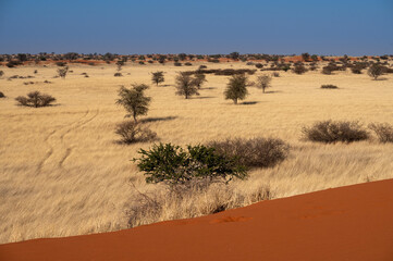 Animals and lanscapes of Kalahari Desert, Namibia