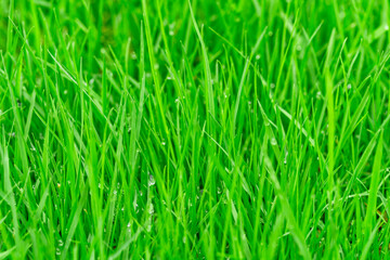 Detail of green grass after rain
