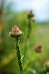 pine plant macro closeup distl