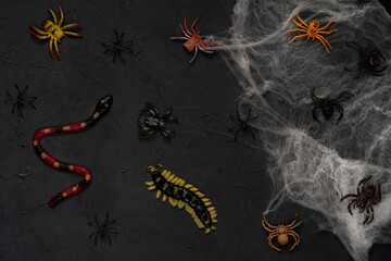 spider web with spiders on a black background, Halloween, top view