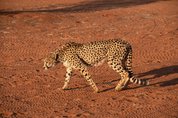 Fototapeta na wymiar Animals and lanscapes of Kalahari Desert, Namibia