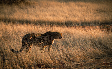 Animals and lanscapes of Kalahari Desert, Namibia
