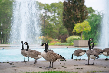 Lots of Canada Geese spending time in Toronto Island Ontario Canada