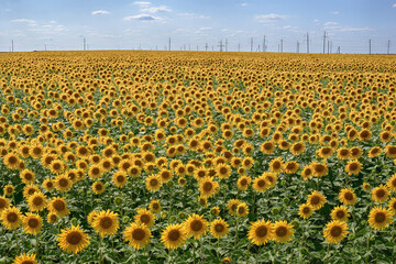 field of sunflowers in the summer