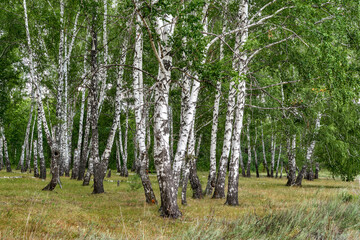 Birch grove in spring