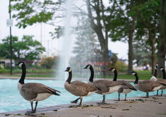 Lots of Canada Geese spending time in Toronto Island Ontario Canada
