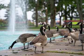 Lots of Canada Geese spending time in Toronto Island Ontario Canada