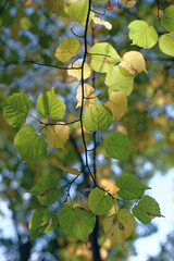 Autumn leaves on the tree