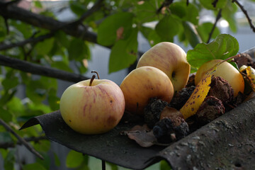 Tree with fruits and apples