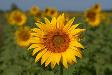 Sunflower field in summer