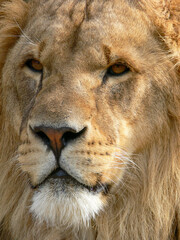 A majestic lion sitting on a wooden platform