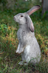 Grey rabbit on the grass