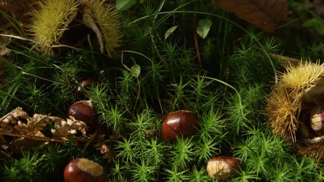 CLOSE UP: Chestnuts lie scattered around the lush green woodland ground in fall. Spiky chestnut shells and ripe kernels lie on the mossy forest floor. Shiny chestnuts are lying in the vibrant moss.