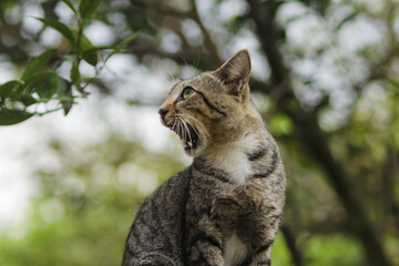 Funny surprised cat sitting on the wall with weird expression. Cat stock photo.
