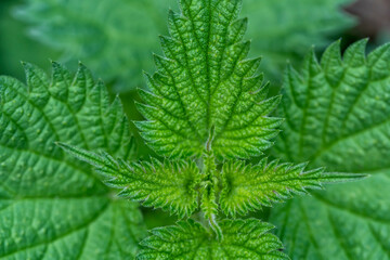 Macro detail of the tip of a nettle