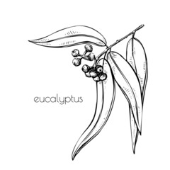 Black eucalyptus sketch in vintage style. Vector outline illustration. Isolated line art. Ffloral simple design. Botany decor.