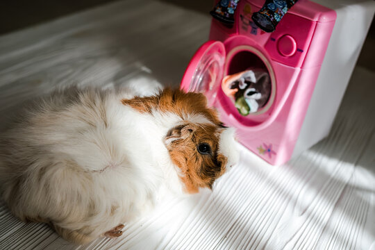 guinea pig washes dolls' clothes with pet hair detergent. Removing lint from rodents' clothing and bedding. Soft focus