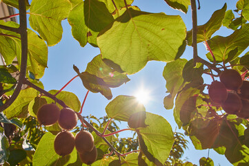 Closeup of a kiwi tree with kiwi fruits.