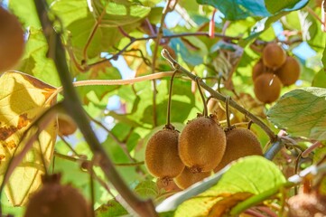 Closeup of a kiwi tree with kiwi fruits.