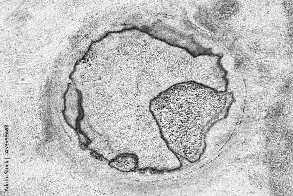 Poster cross section of oak grove tree trunk showing growth rings