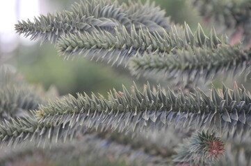 close up of needles