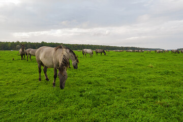 Drone flying around various brown, white mustangs and cows running on meadow and graze grass on farmland. Aerial view. Group of animals on pasture. Rural scene. Endangered free families of wild horse