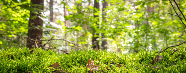 Green moss texture bottom with forest background. Nature banner.