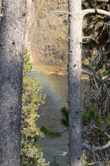 river in the forest