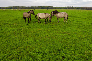 Obraz na płótnie Canvas Drone flying around various brown, white mustangs and cows running on meadow and graze grass on farmland. Aerial view. Group of animals on pasture. Rural scene. Endangered free families of wild horse